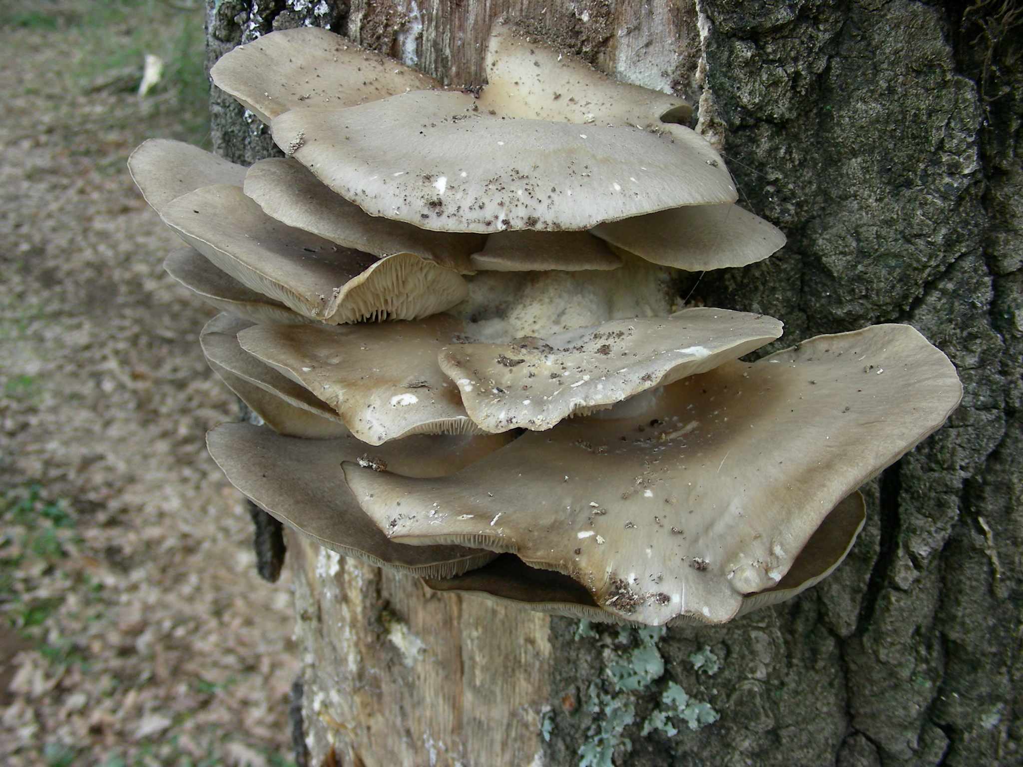 1937 Marzo vecchio ritrovamento